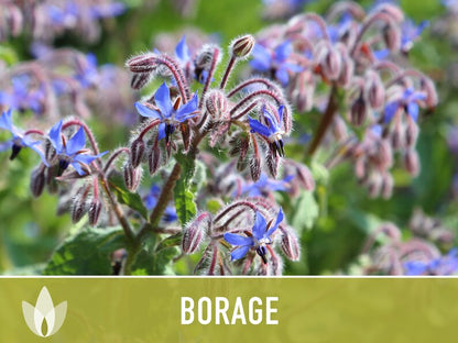 😍😍Last Day Sale - 60% OFF✨Borage Heirloom Seeds - Adored by the bees