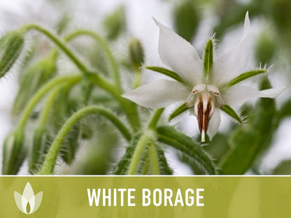 😍😍Last Day Sale - 60% OFF✨White Borage Seeds