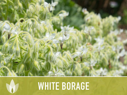 😍😍Last Day Sale - 60% OFF✨White Borage Seeds