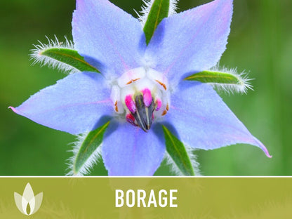 😍😍Last Day Sale - 60% OFF✨Borage Heirloom Seeds - Adored by the bees