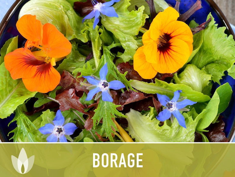 😍😍Last Day Sale - 60% OFF✨Borage Heirloom Seeds - Adored by the bees