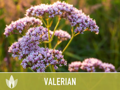 😍😍Last Day Sale - 60% OFF✨Valerian Herb Seeds - Heirloom Seeds, Medicinal Herb Seeds, Natural Sleep Aid, Open Pollinated, Non-GMO