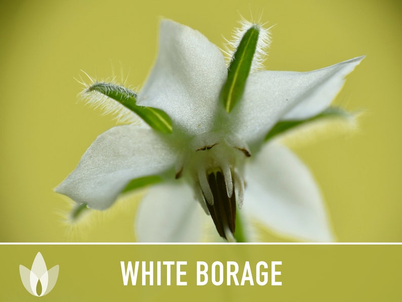 😍😍Last Day Sale - 60% OFF✨White Borage Seeds