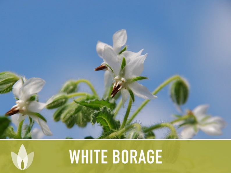 😍😍Last Day Sale - 60% OFF✨White Borage Seeds