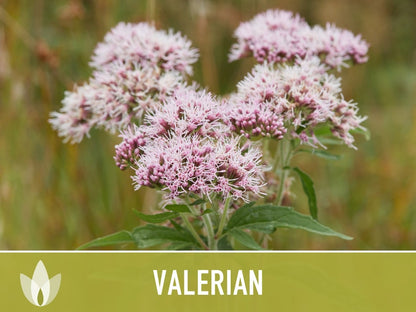 😍😍Last Day Sale - 60% OFF✨Valerian Herb Seeds - Heirloom Seeds, Medicinal Herb Seeds, Natural Sleep Aid, Open Pollinated, Non-GMO