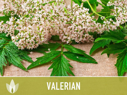 😍😍Last Day Sale - 60% OFF✨Valerian Herb Seeds - Heirloom Seeds, Medicinal Herb Seeds, Natural Sleep Aid, Open Pollinated, Non-GMO