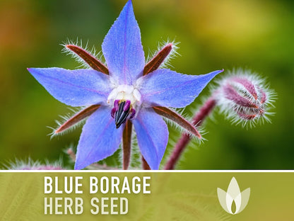 😍😍Last Day Sale - 60% OFF✨Borage Heirloom Seeds - Adored by the bees