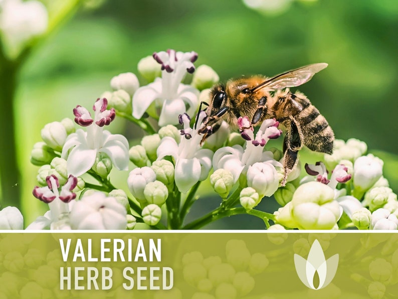 😍😍Last Day Sale - 60% OFF✨Valerian Herb Seeds - Heirloom Seeds, Medicinal Herb Seeds, Natural Sleep Aid, Open Pollinated, Non-GMO