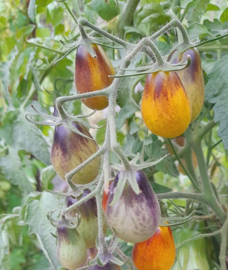 Indigo Pear Drop Tomatoes