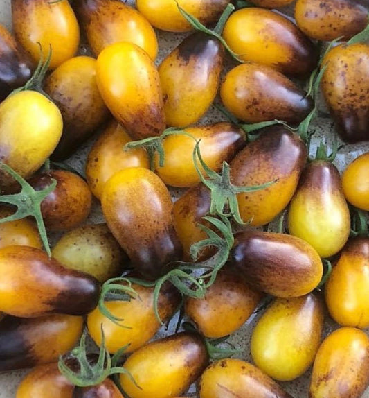 Indigo Pear Drop Tomatoes