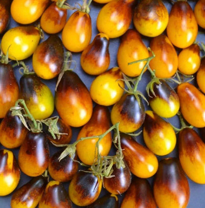 Indigo Pear Drop Tomatoes