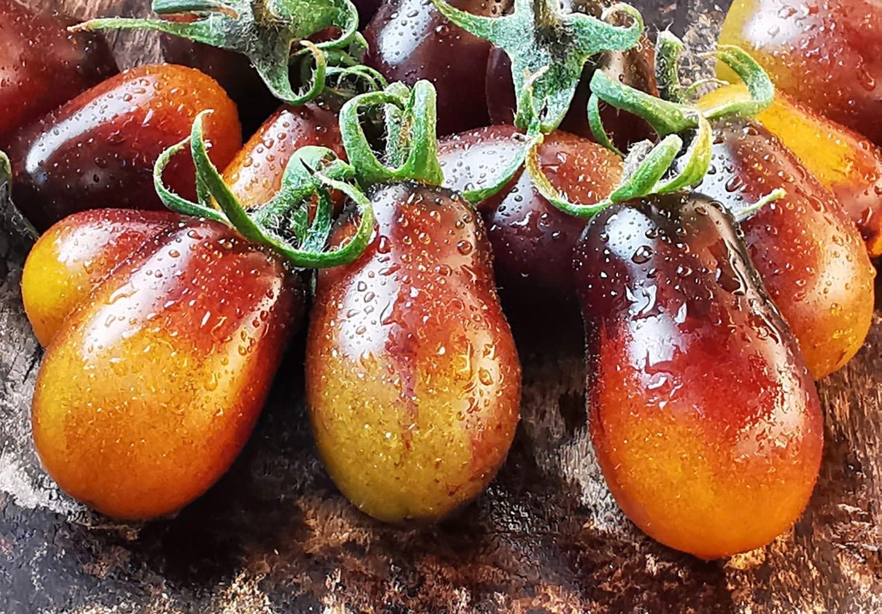 Indigo Pear Drop Tomatoes