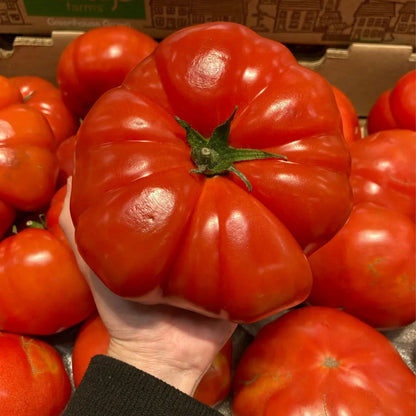 🍅Giant Beef Tomato Seeds-Up-To-2Kg✨