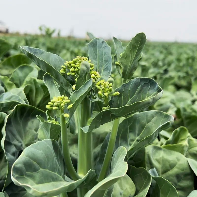 White Mustard Greens