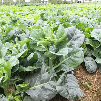 White Mustard Greens