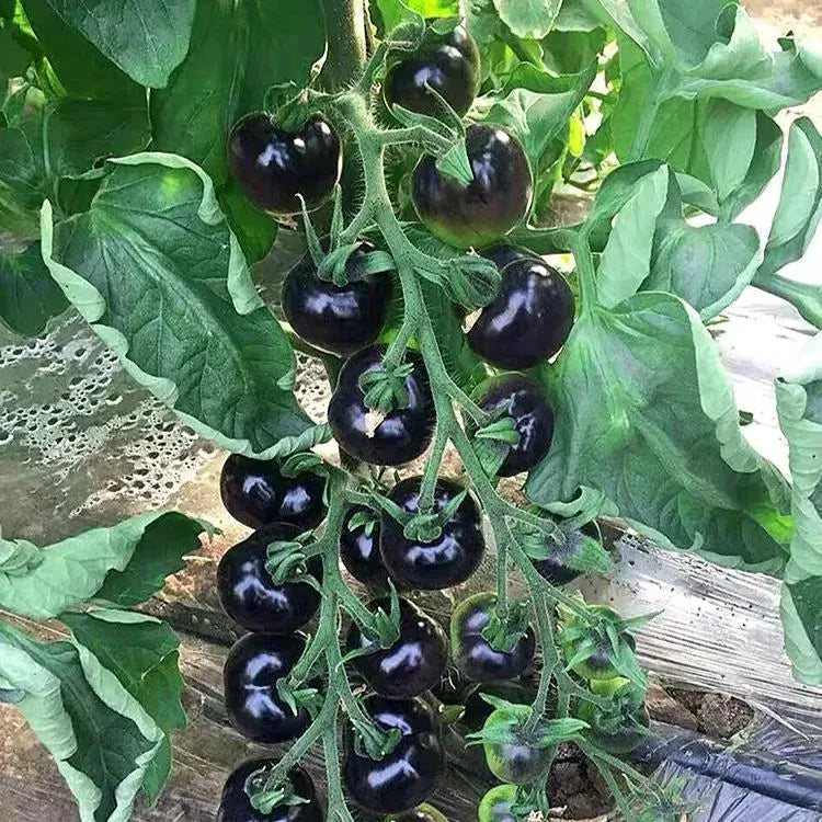 🍅Giant Beef Tomato Seeds-Up-To-2Kg✨