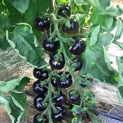 🍅Giant Beef Tomato Seeds-Up-To-2Kg✨