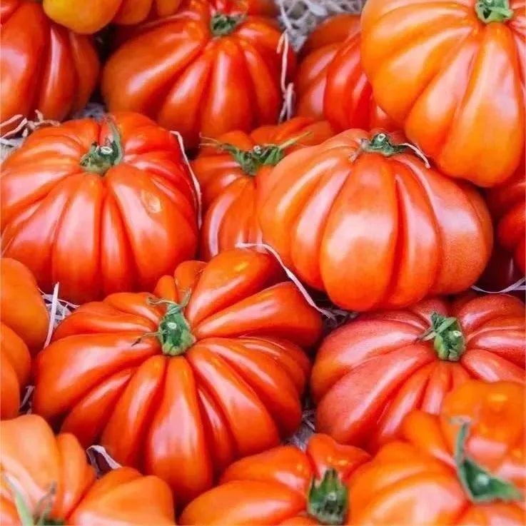 🔥Last Day Sale🍅Giant Beef Tomato Seeds