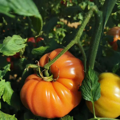 🔥Last Day Sale🍅Giant Beef Tomato Seeds