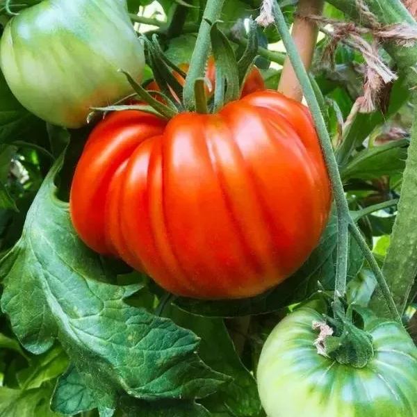 Lucid Gem Tomato Seeds, Beefsteak Tomatoes, Heirloom Tomatoes, Organic Seeds