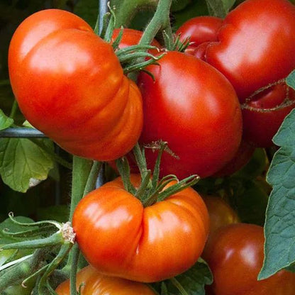 Lucid Gem Tomato Seeds, Beefsteak Tomatoes, Heirloom Tomatoes, Organic Seeds