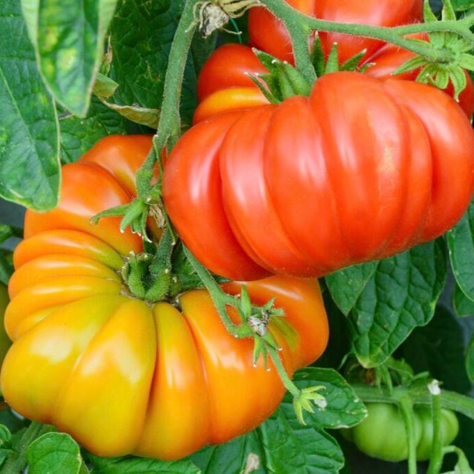 Lucid Gem Tomato Seeds, Beefsteak Tomatoes, Heirloom Tomatoes, Organic Seeds