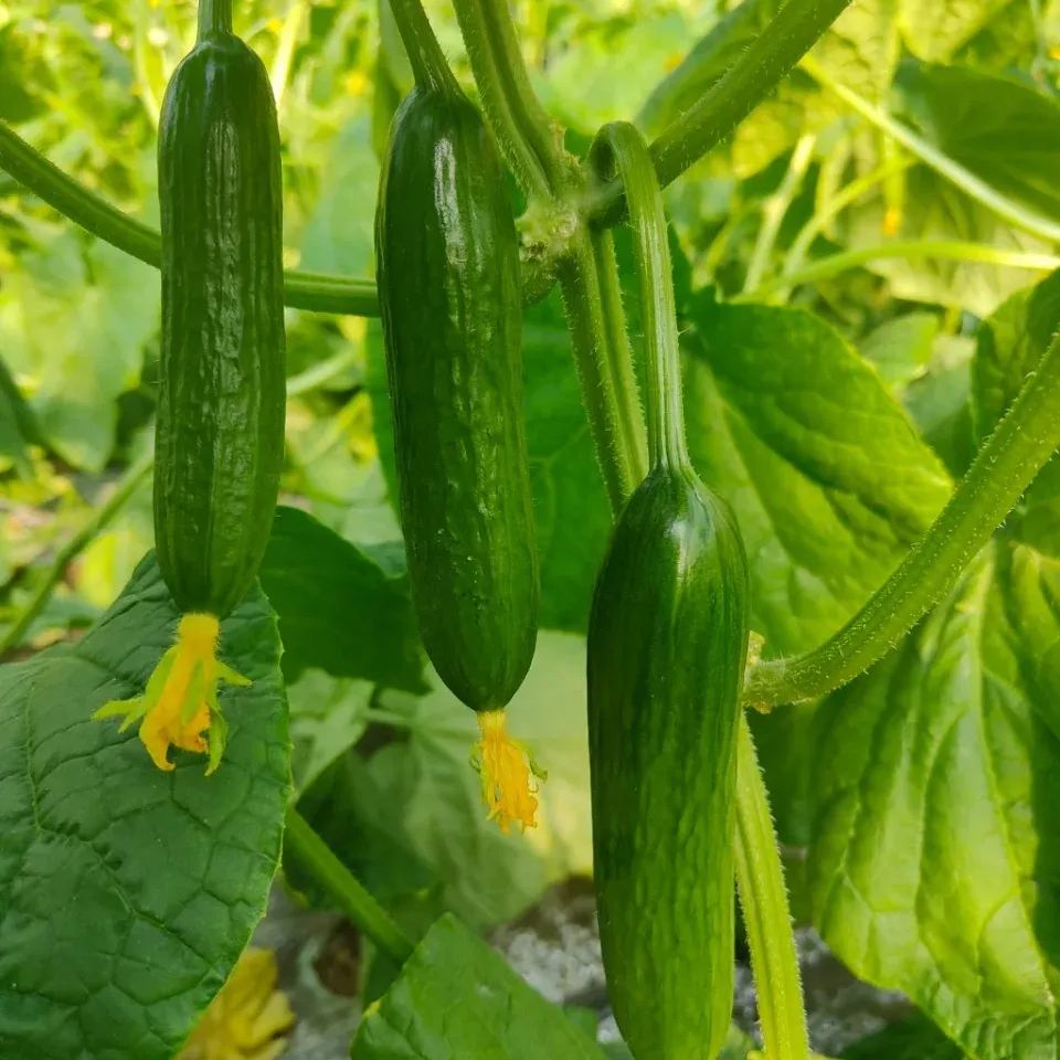 Thorn-less Mini Cucumber Seeds