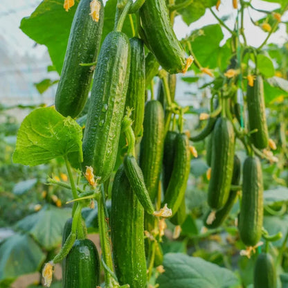 Thorn-less Mini Cucumber Seeds