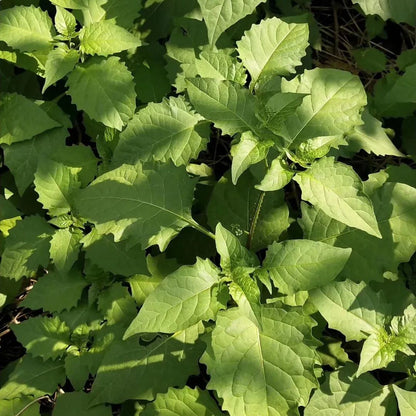 Solanum nigrum Seeds, 	Black Nightshade Seeds