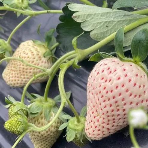 🍓Cream Giant Strawberry Seeds -- Various shapes & Natural juices🥤-Clearance sale