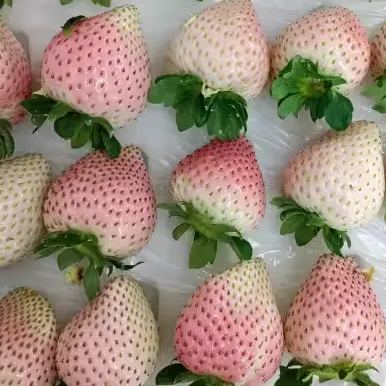 🍓Cream Giant Strawberry Seeds -- Various shapes & Natural juices🥤-Clearance sale