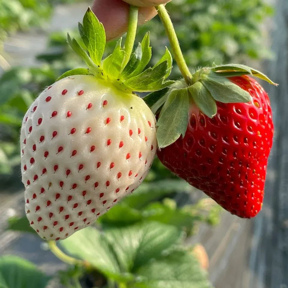 🍓Cream Giant Strawberry Seeds -- Various shapes & Natural juices🥤-Clearance sale