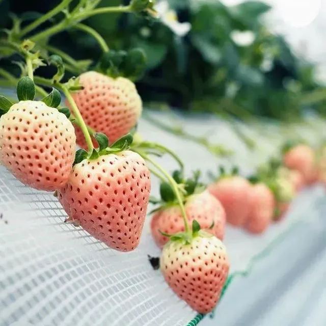 🍓Cream Giant Strawberry Seeds -- Various shapes & Natural juices🥤-Clearance sale