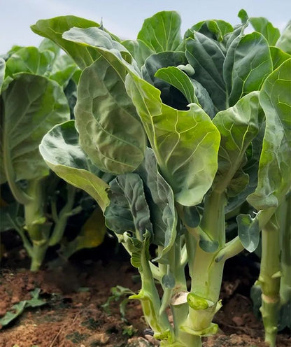 White Mustard Greens