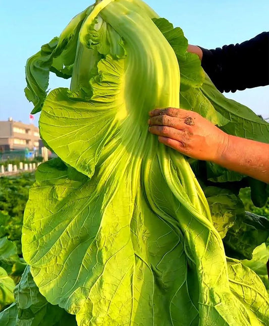 Giant Bok Choy Seeds, Big Meat Vegetable Seeds, Cabbage Mustard Seeds