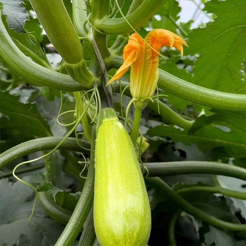 Cream Zucchini Seeds, Pale Green  Zucchini Seeds