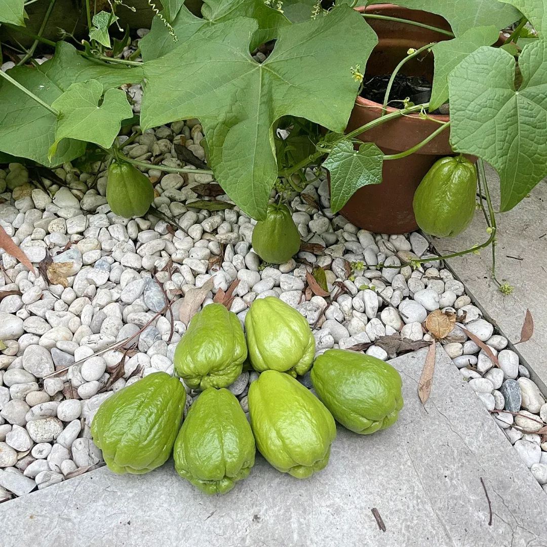 Buddha's Hand Squash Seeds