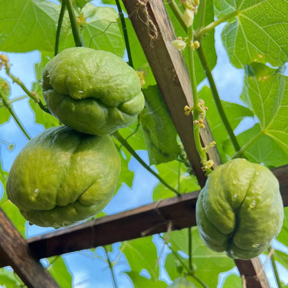 Buddha's Hand Squash Seeds