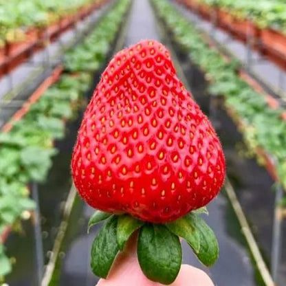 🍓Cream Giant Strawberry Seeds -- Various shapes & Natural juices🥤-Clearance sale