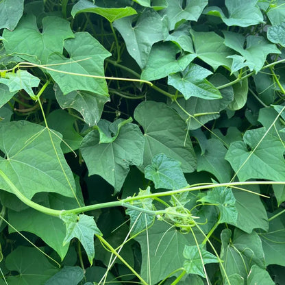 Buddha's Hand Squash Seeds