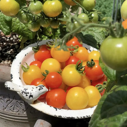 🍅Dwarf Cherry Tomatoes – Easy-to-Grow, Perfect for Containers