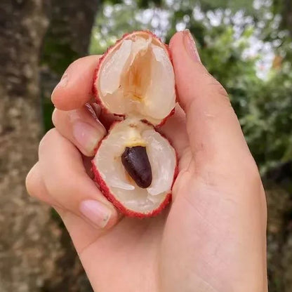 Fragrant Lychee Seeds