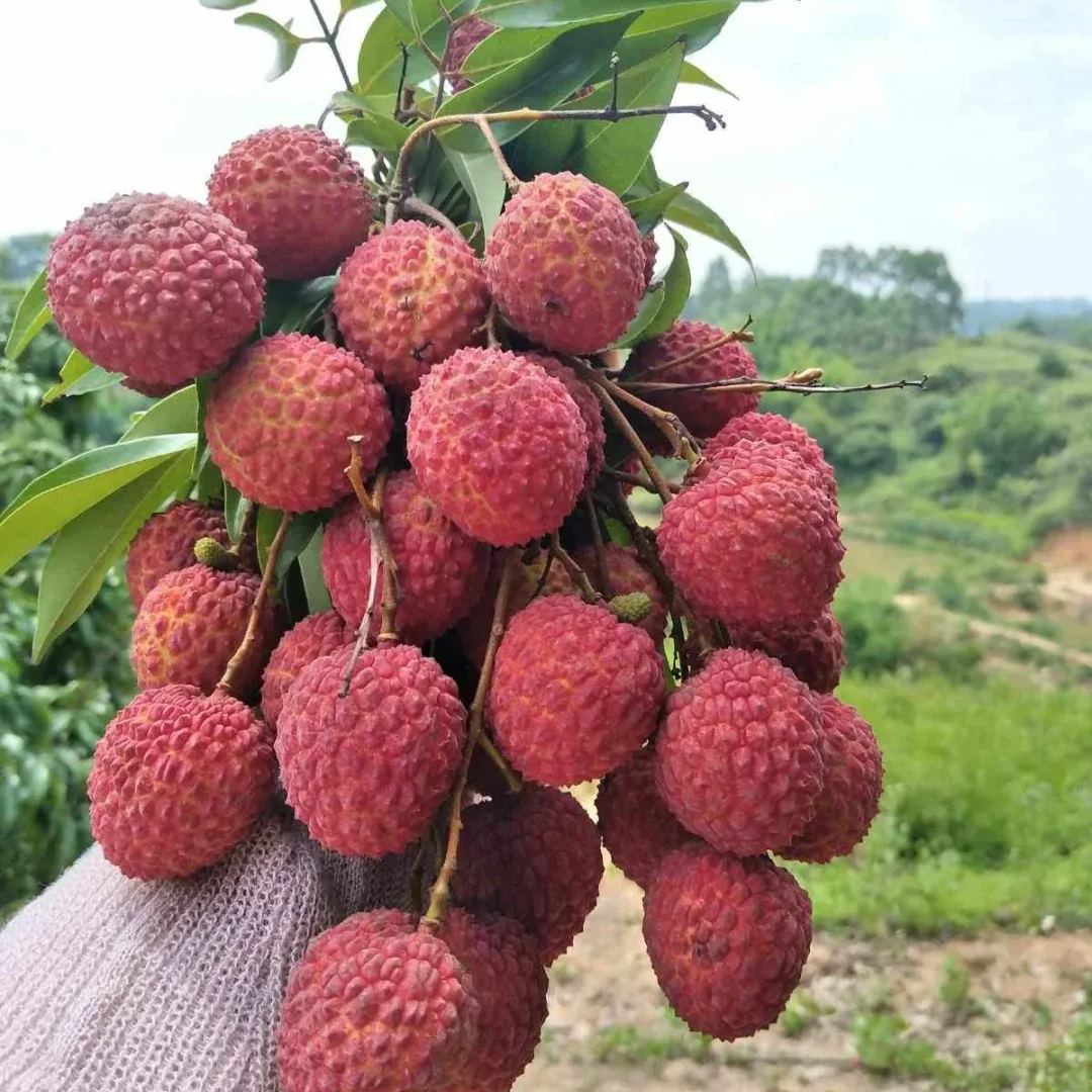 Fragrant Lychee Seeds