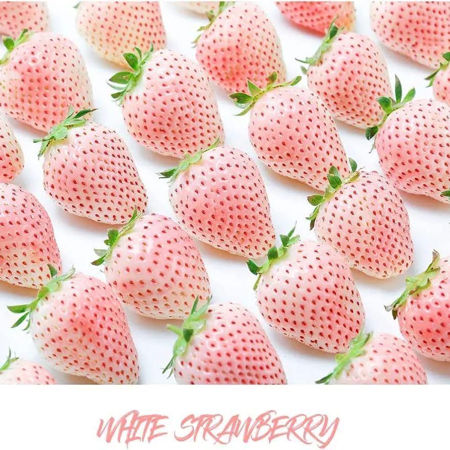 🍓Last Day Sale - 60% OFF🌱100+ Mix Strawberry Seeds for Planting - Heirloom Non-GMO