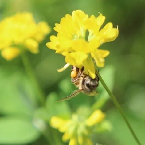 😍Last Day Sale - 60% OFF✨Fenugreek Heirloom Herb Seeds - Culinary Herb, Non-GMO, Open Pollinated