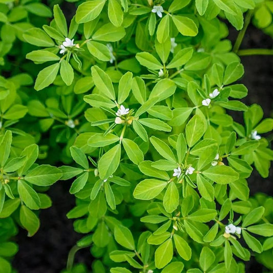 😍Last Day Sale - 60% OFF✨Fenugreek Heirloom Herb Seeds - Culinary Herb, Non-GMO, Open Pollinated