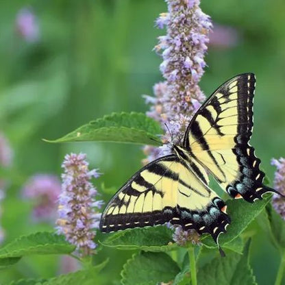 😍Last Day Sale - 60% OFF✨Anise Hyssop Herb Flower Heirloom Seeds