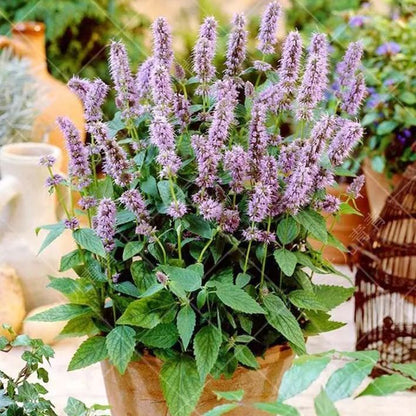 😍Last Day Sale - 60% OFF✨Anise Hyssop Herb Flower Heirloom Seeds