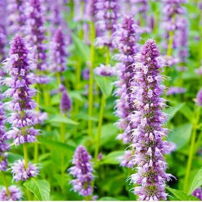 😍Last Day Sale - 60% OFF✨Anise Hyssop Herb Flower Heirloom Seeds