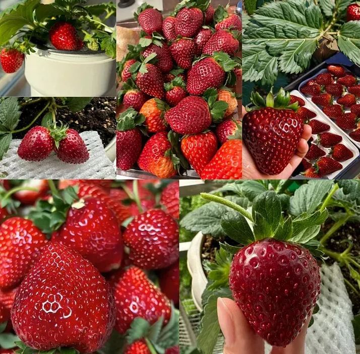 🍓Last Day Sale - 60% OFF🌱100+ Mix Strawberry Seeds for Planting - Heirloom Non-GMO